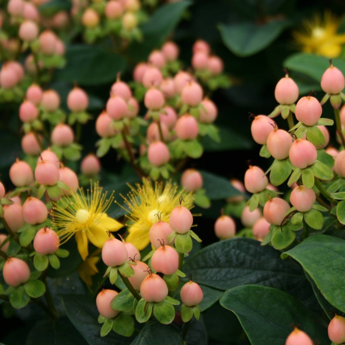 Hypericum inodorum 'Magical Beauty'